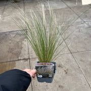 Stipa tenuissima 'Ponytails' 9cm/3L -