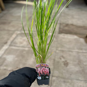 Pampas Grass - Cortaderia selloana Pumila 2L/5L -