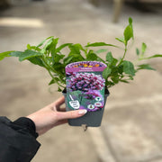 Verbena bonariensis 9cm/1.5L/2L -