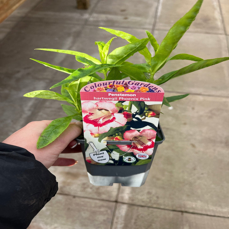 Penstemon 'Hewells Pink' 9cm/1.5L -