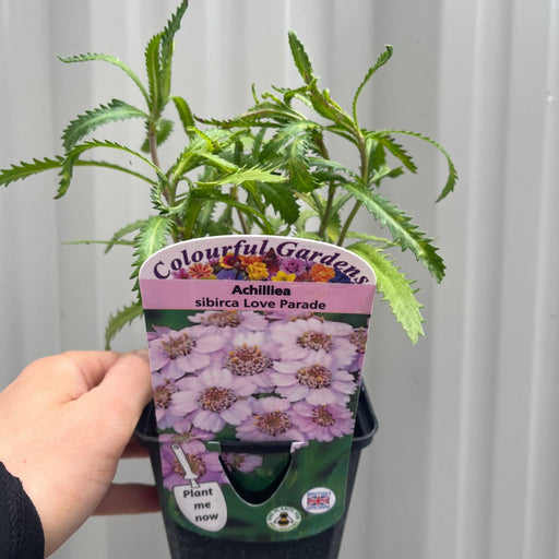 Achilliea sibirca 'Love Parade' 9cm Pot -