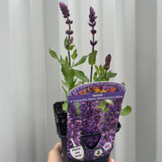 Salvia nemorosa Sensation Blue 9cm/1.5L -