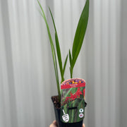 Crocosmia x crocosmiiflora 'Lucifer' 9cm/2L -