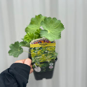 Alchemilla mollis 9cm -
