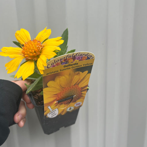 Gaillardia aristata 'Sunrita Golden Yellow' 9cm Pot -