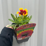 Gaillardia aristata Sunrita Red Yellow Tip 9cm -