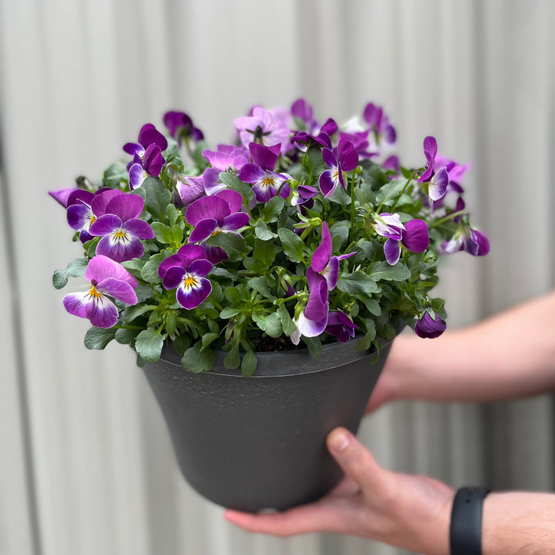 Planted Viola Plastic Pot (Purple & Yellow) -