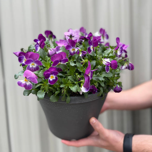 Planted Viola Plastic Pot (Purple & Yellow) -