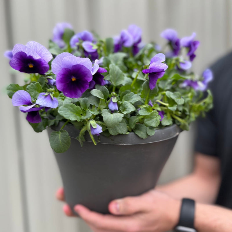 Planted Viola Plastic Pot (Violet) -