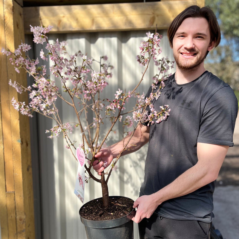Prunus Niponica 'Ruby' - Ornamental Flowering Cherry Blossom Tree 7.5L 1m -