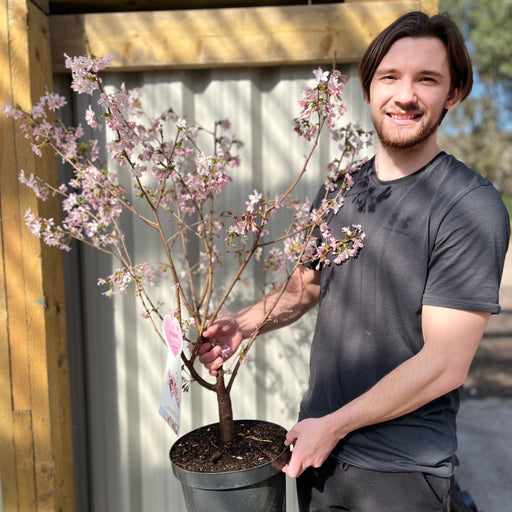 Prunus Niponica 'Ruby' - Ornamental Flowering Cherry Blossom Tree 7.5L 1m -