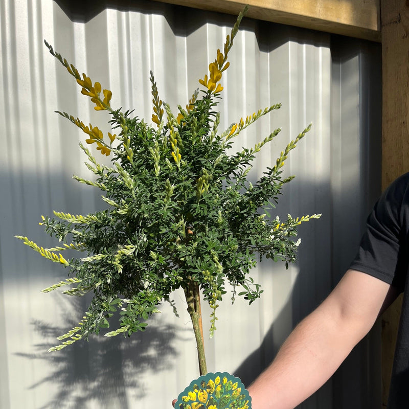 Broom Cytisus 'Racemosus' On Stem 50cm -
