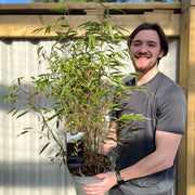 Fountain Bamboo | Fargesia Rufa (90cm) -