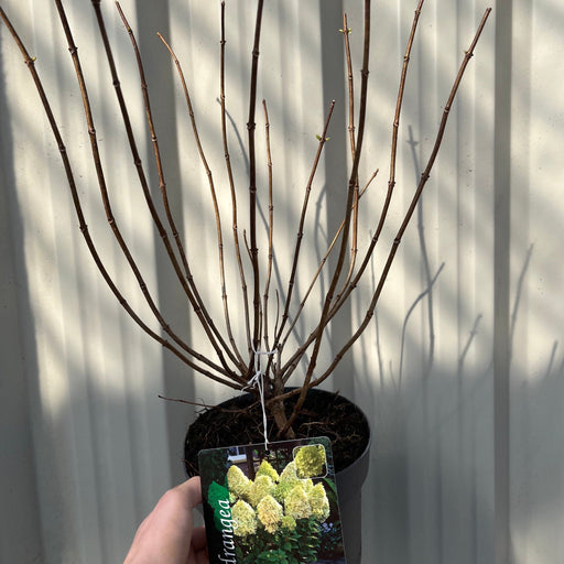 Hydrangea paniculta 'LimeLight' 9cm/2L/5L -