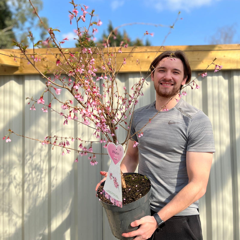 Prunus 'Okame' | Pink Flowering Cherry Tree | Blossom Tree 1M -