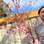 Prunus 'Okame' | Pink Flowering Cherry Tree | Blossom Tree 1M -