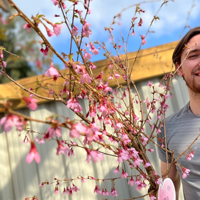 Prunus 'Okame' | Pink Flowering Cherry Tree | Blossom Tree 1M -