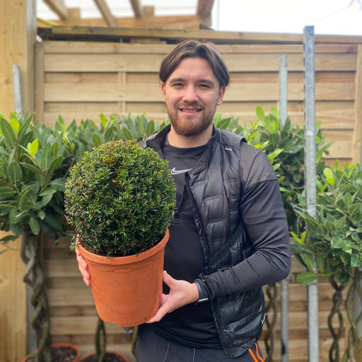 Yew Ball - Taxus Baccata Ball 6L / 7L / 10L / 22L -