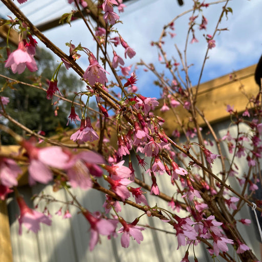 Prunus 'Okame' | Pink Flowering Cherry Tree | Blossom Tree 1M -
