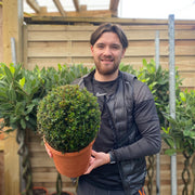 Yew Ball - Taxus Baccata Ball 6L / 7L / 10L / 22L -