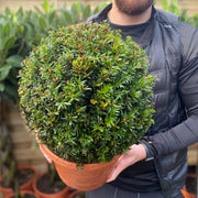 Yew Ball - Taxus Baccata Ball 6L / 7L / 10L / 22L -