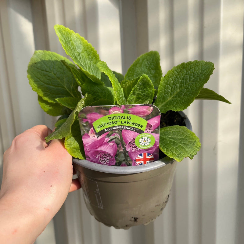 Digitalis purpurea Lavender (Foxglove)9cm -