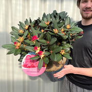 Rhododendron Wine and Roses (2 Sizes) -