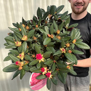 Rhododendron Wine and Roses (2 Sizes) -