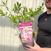 Deutzia 'Raspberry Sundae' 3L -