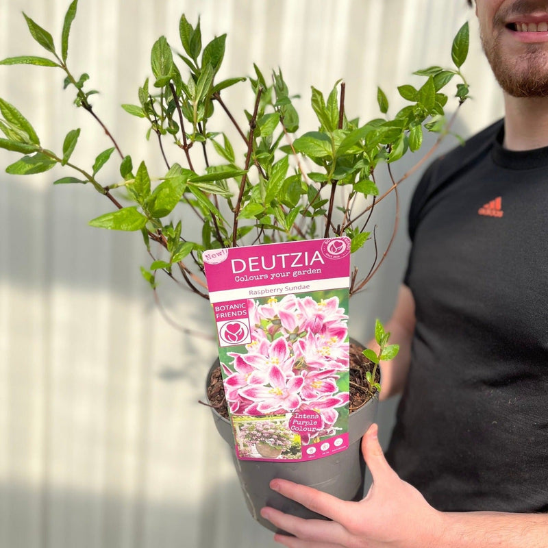 Deutzia 'Raspberry Sundae' 3L -