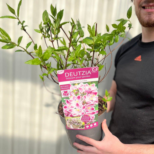 Deutzia 'Raspberry Sundae' 3L -