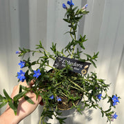 Lithodora 'Heavenly Blue' -