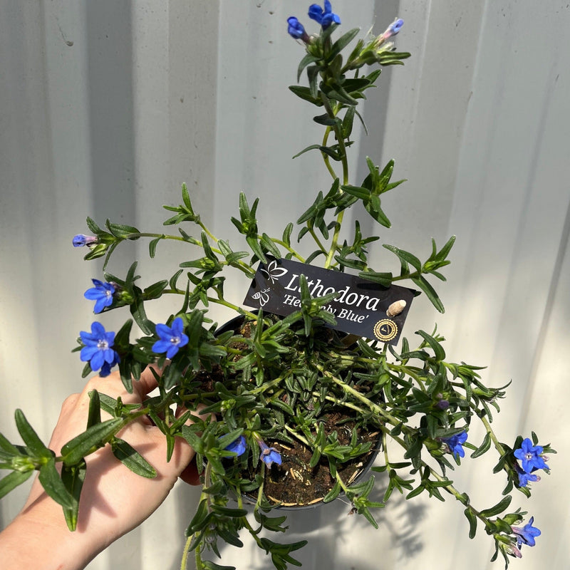 Lithodora 'Heavenly Blue' -