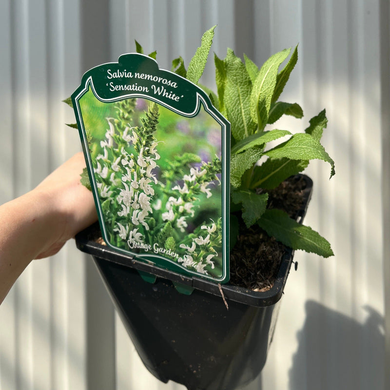 Salvia nemorosa 'Synchro White' 9cm/1.5L/2L -