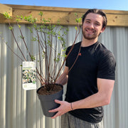 Philadelphus 'Belle Etoile' 9cm/ 1L / 2L / 4L -