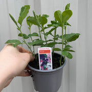 3 x 9cm Pots of Mixed Sweet Peas -