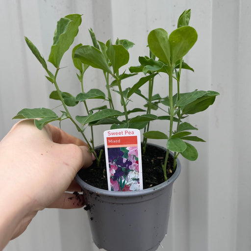 3 x 9cm Pots of Mixed Sweet Peas -