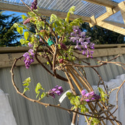 Wisteria Brachybotrys ikon yama fuji - 6.5L -