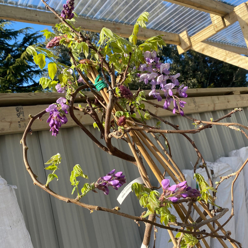 Wisteria Brachybotrys ikon yama fuji - 6.5L -