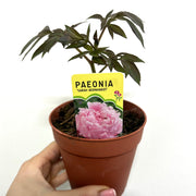 Peony Mix of 3 Plants (3 x 9cm-1L Pots) -