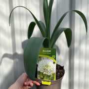 Allium 'Mont Blanc' 2L -