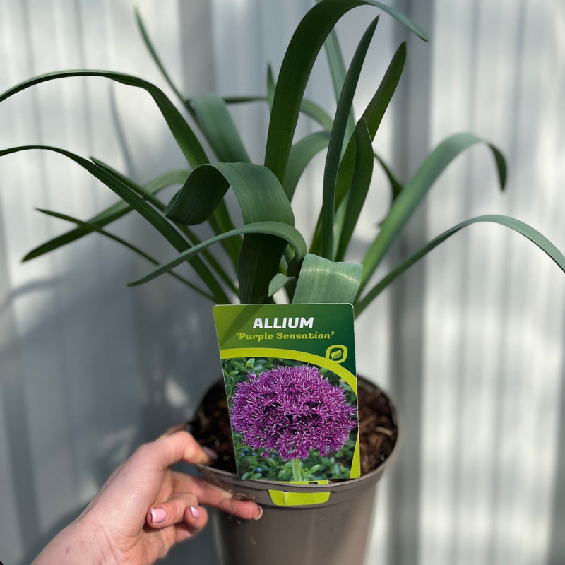 Allium hollandicum 'Purple Sensation' (Two sizes available) -