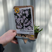 Dianthus deltoides 'Alba' 9cm -