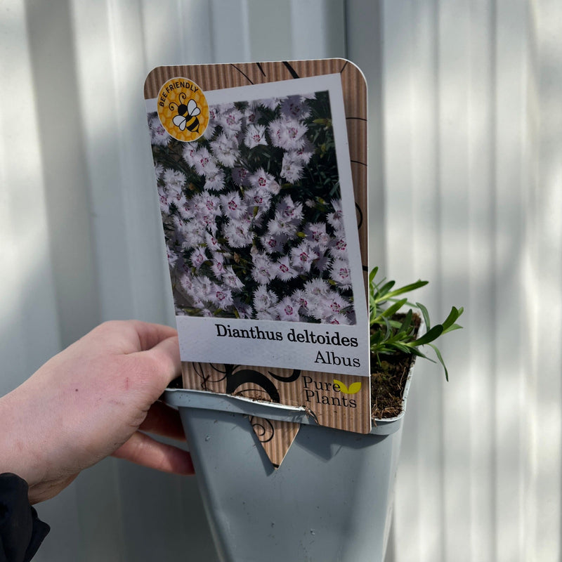 Dianthus deltoides 'Alba' 9cm -