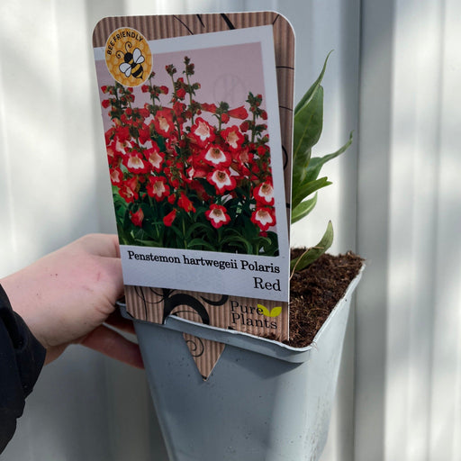 Penstemon Red 9cm/1.5L -