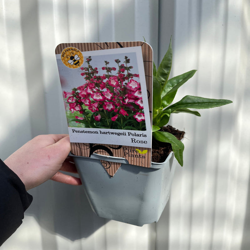 Penstemon hartwegii 'Rose' 1L -