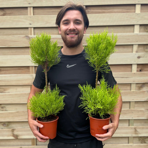 Cupressus Goldcrest Duo Ball | Topiary Conifer | 50-60cm -