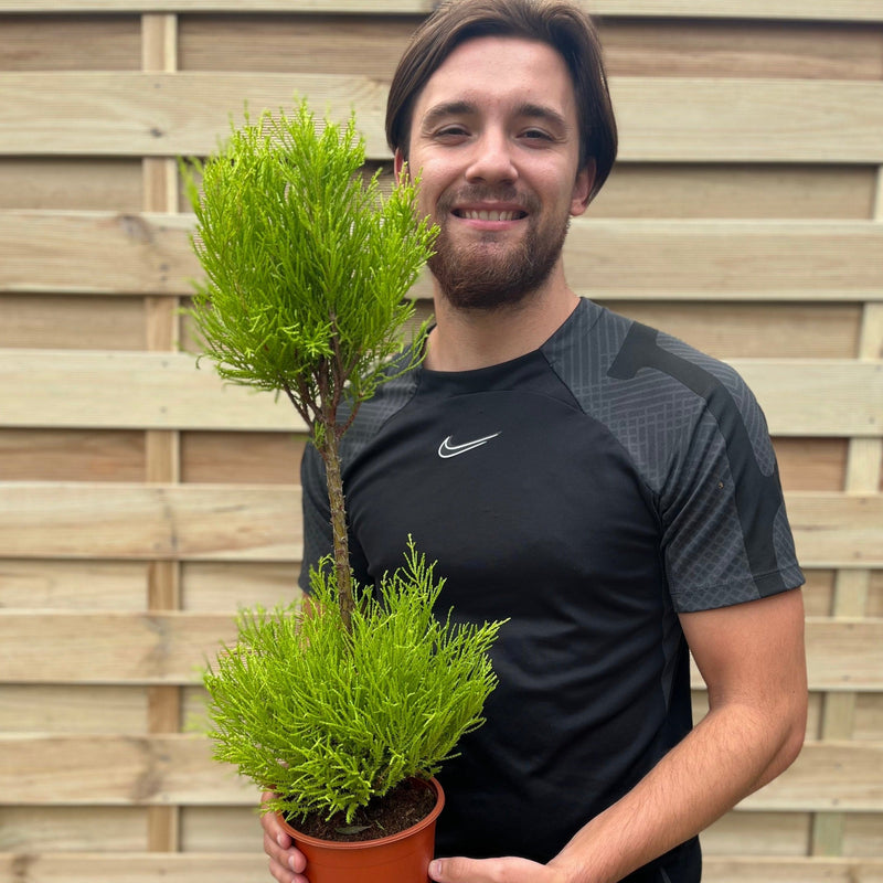 Cupressus Goldcrest Duo Ball | Topiary Conifer | 50-60cm -