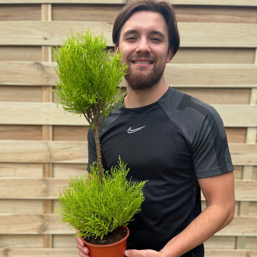 Cupressus Goldcrest Duo Ball | Topiary Conifer | 50-60cm -