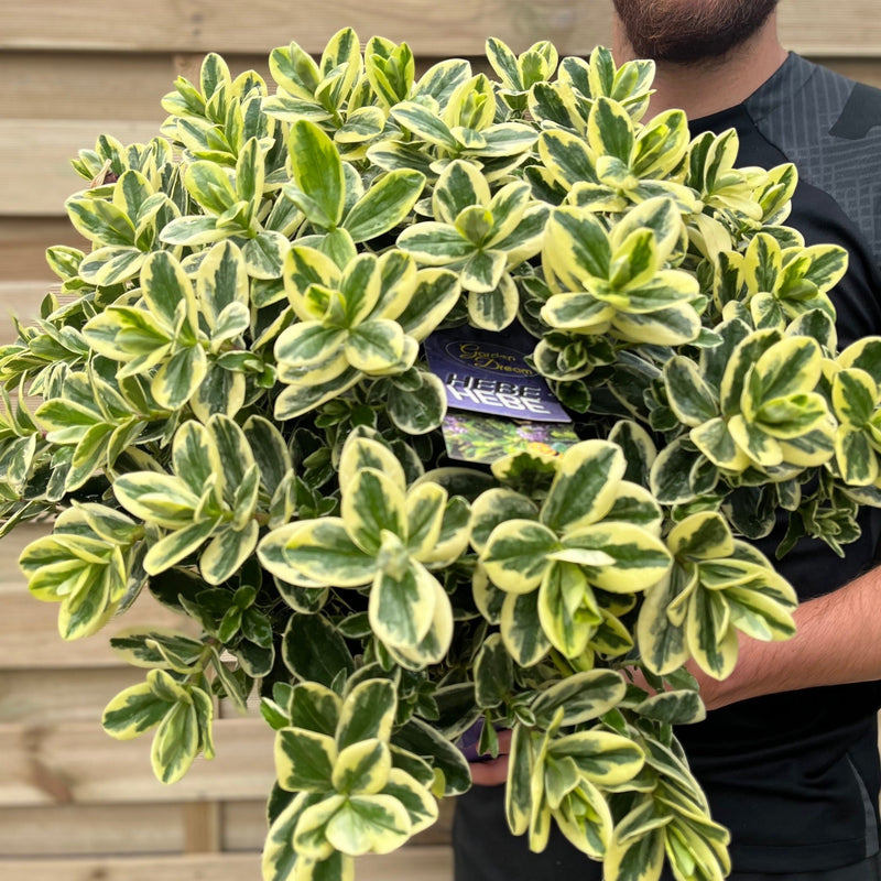Variegated Hebe andersonii Katrina 1L/5L -